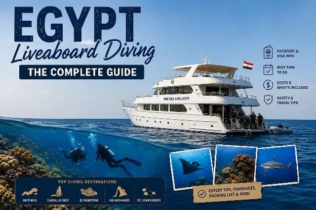 Egypt Liveaboard Diving: The Complete Guide for Saudi Travelers